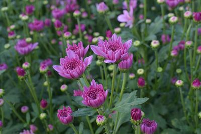 Close-up of pink flowers blooming outdoors