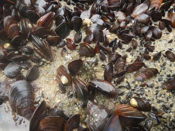 High angle view of shells in sea