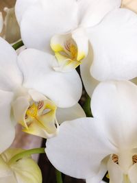 Close-up of white orchids blooming outdoors