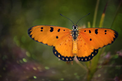 Butterfly pollinating flower