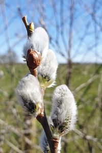 Close-up of white flowering plant against sky