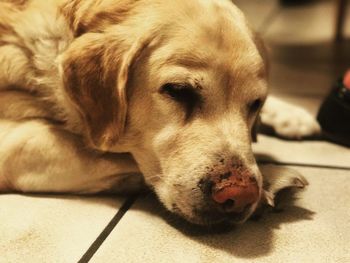 Close-up portrait of dog lying on floor