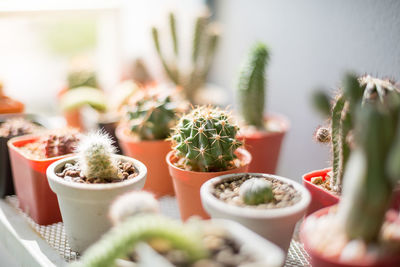 Close-up of potted cactus on table