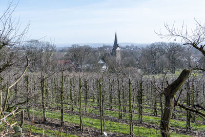 Panoramic shot of trees on field against sky