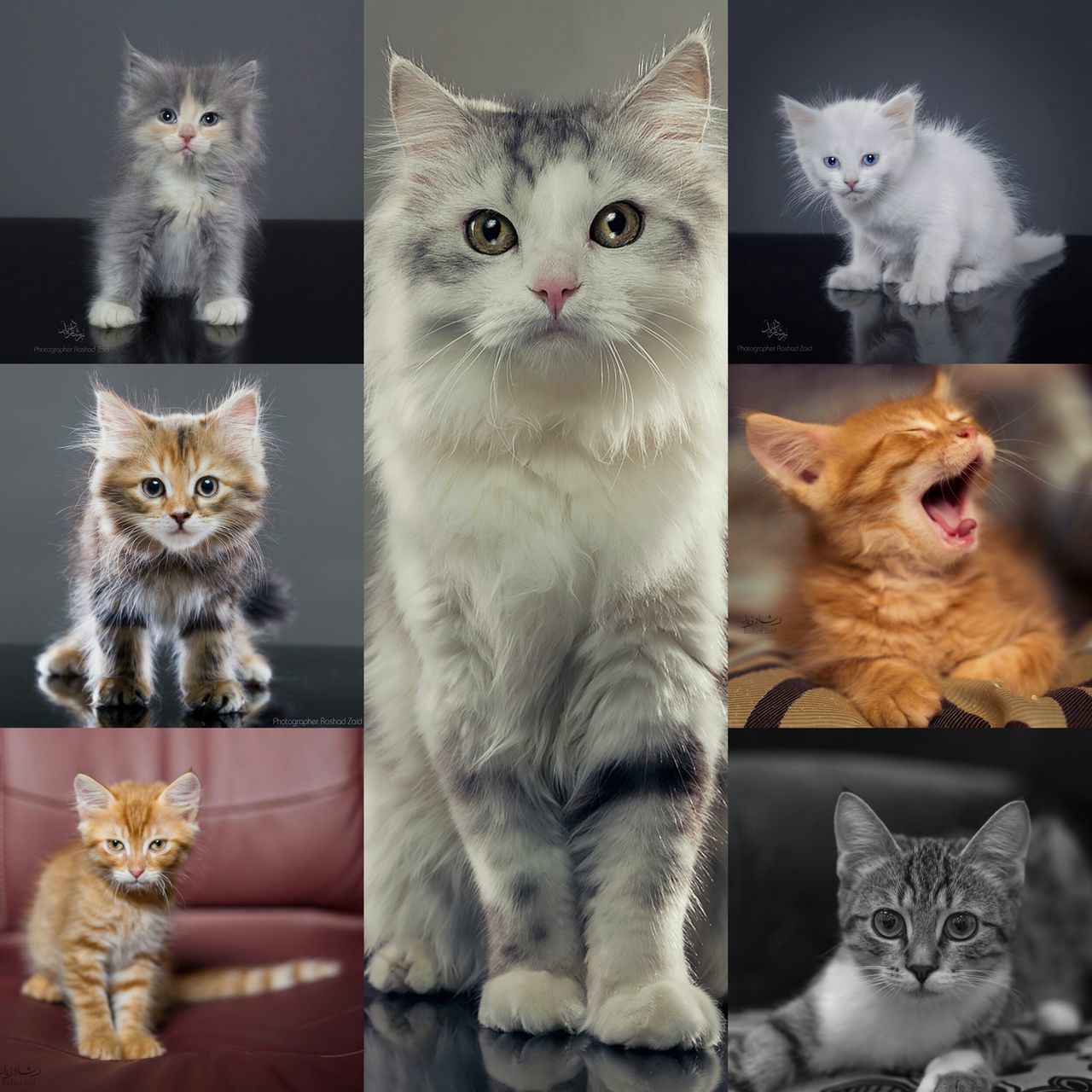 animal themes, pets, domestic cat, domestic animals, cat, feline, one animal, portrait, mammal, looking at camera, indoors, two animals, whisker, young animal, alertness, close-up, staring, sitting, zoology, front view