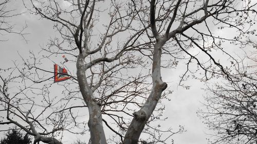 Low angle view of bird on bare tree against sky