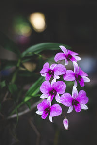 Close-up of pink flowering plant