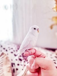 Person holding bird perching on hand