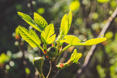 Close-up of yellow leaves