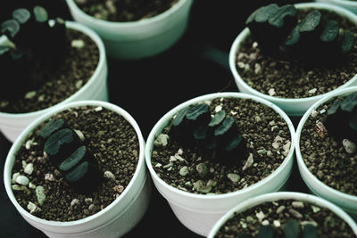 High angle view of potted plants in container