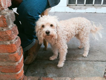 High angle portrait of dog standing against wall