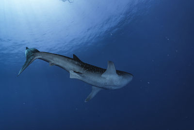 Whale shark wide angle photo, maldives
