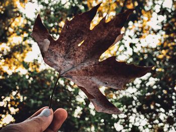 Close-up of hand holding maple leaves