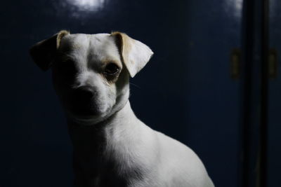 Close-up portrait of dog