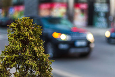 Close-up of plants by road in city