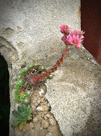 Close-up of pink flowering plant