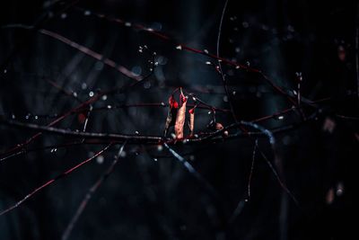 Close-up of spider web on tree