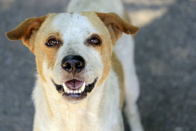 Close-up portrait of dog sticking out tongue outdoors