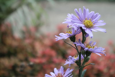 Close-up of purple flowering plant