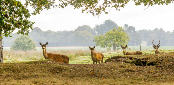 Deer standing on field in forest