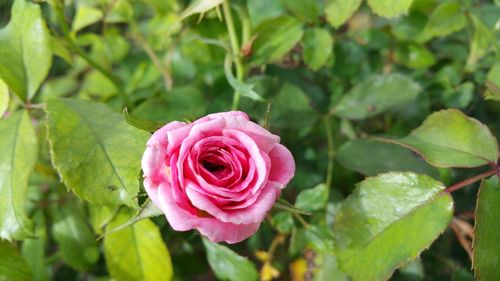 Close-up of pink rose blooming outdoors