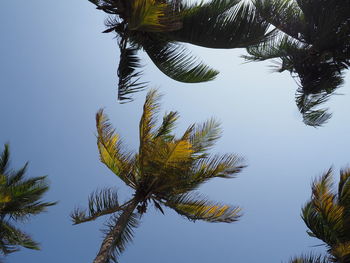 Low angle view of coconut palm tree against clear sky