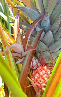 Close-up of lizard on plant