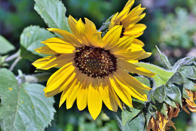 Close-up of yellow sunflower