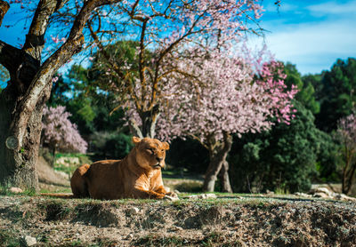 Tiger by tree against trees