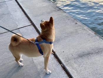 High angle view of dog looking away