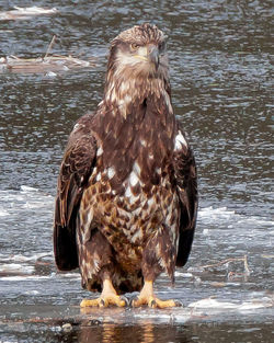 Close-up of bird in water