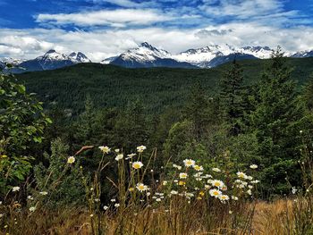 Scenic view of flowering plants on field against sky