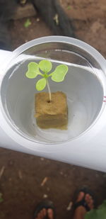 High angle view of potted plant on table