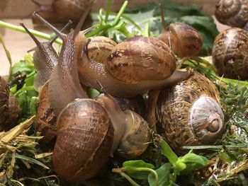 Close-up of snail