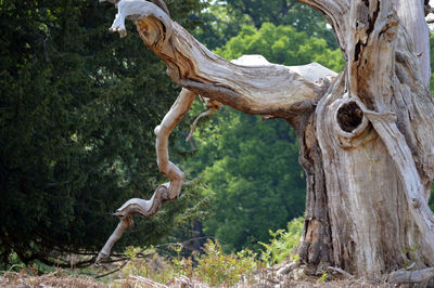 View of lizard on tree trunk