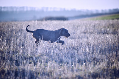 Dog running grassy field during winter