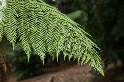 Close-up of fern leaves