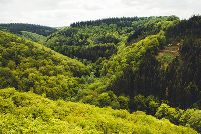 High angle view of pine trees in forest