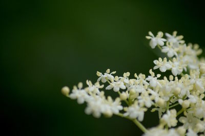 Close-up of white flowers