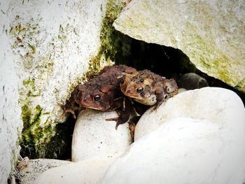 Close-up of frog on rock