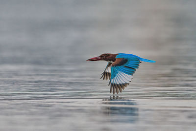 Low flying white throated kingfisher on a lake