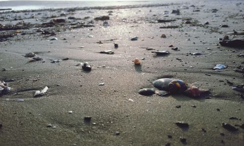 Surface level of pebbles at beach