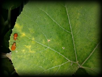 High angle view of spider on leaf