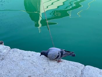 High angle view of bird perching on rock