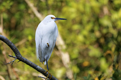 Gray heron perching on tree