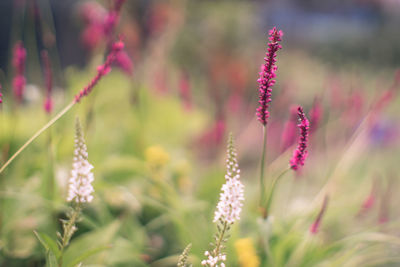 Close-up of pink flowering plant on field