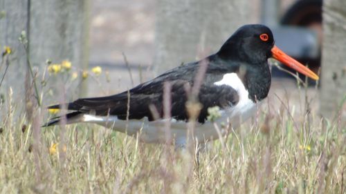 Close-up of a bird on field