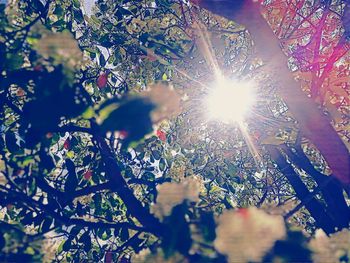 Low angle view of sunlight streaming through tree