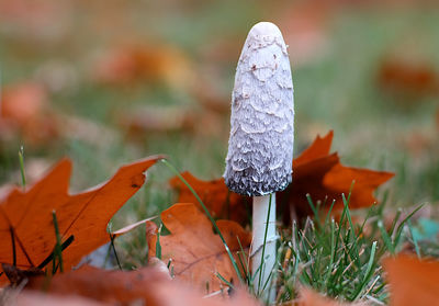 Shaggy ink cap on forest floor