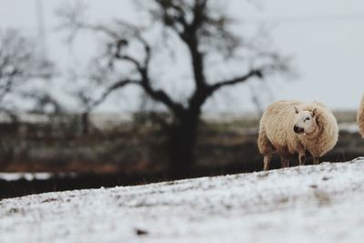 Close-up of sheep in field during winter